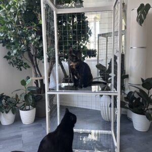 Котобалкон на окно из алюминия