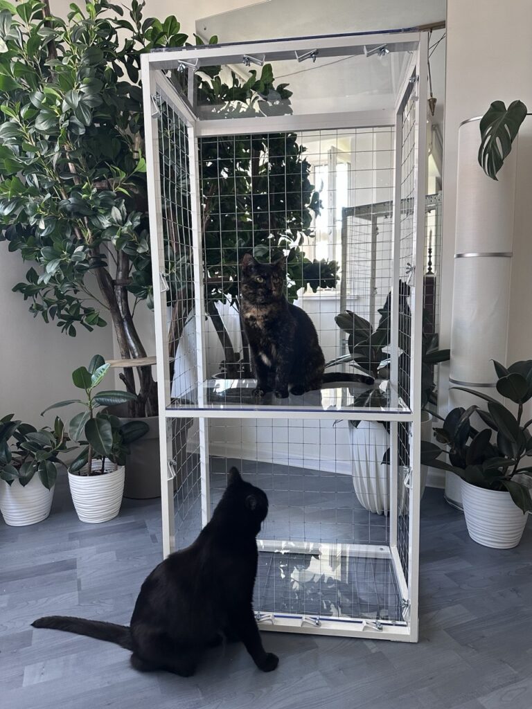 Котобалкон на окно